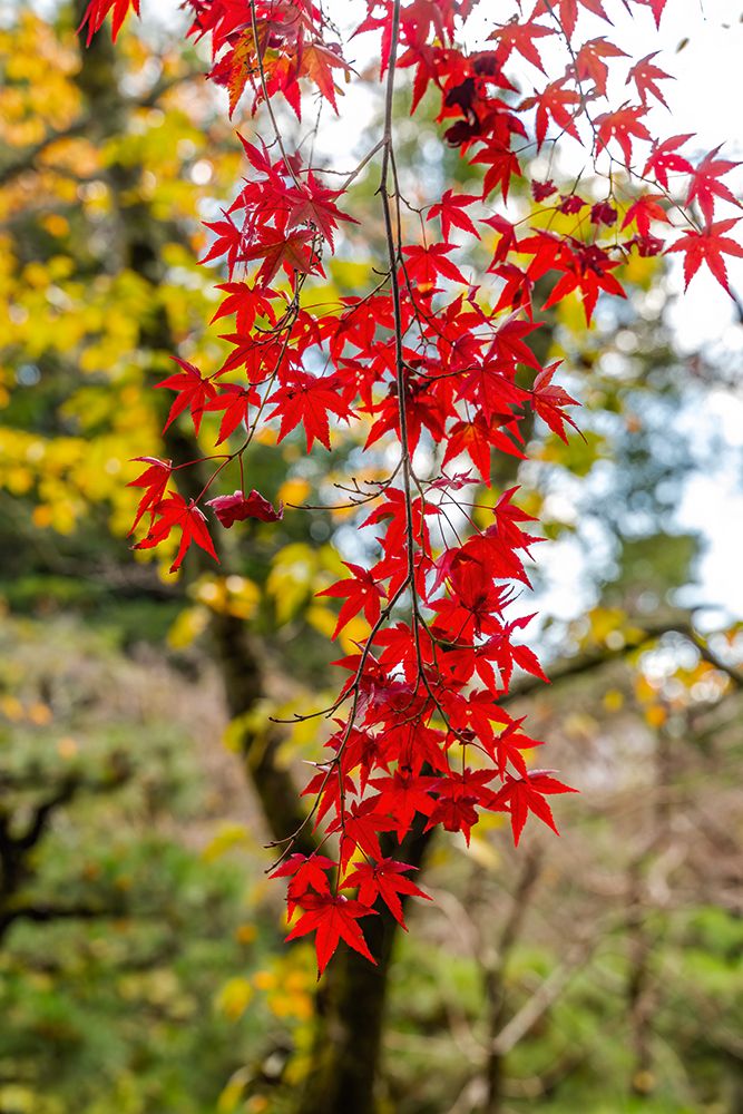 Colorful Autumn leaves, East Garden, Heian-jingu Shrine, Kyoto, Japan.